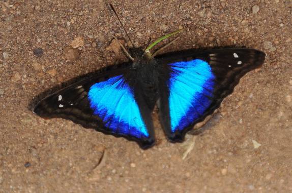 São dezenas de espécies de borboletas na região do Salto Yucumã, na fronteira entre Brasil e Argentina, no município de Derrubadas, no Rio Grande do Sul